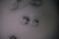 Tracks_thumb.jpg